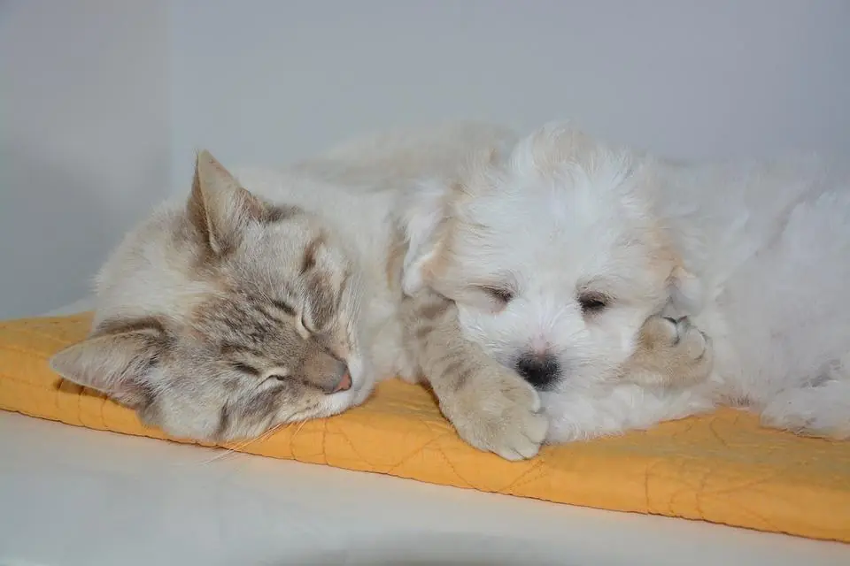 Cane o gatto? Lo psicologo ti dice che persona sei