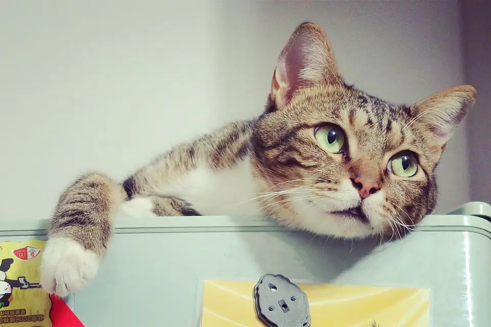 Al bar con il gatto: l'evento da non perdere