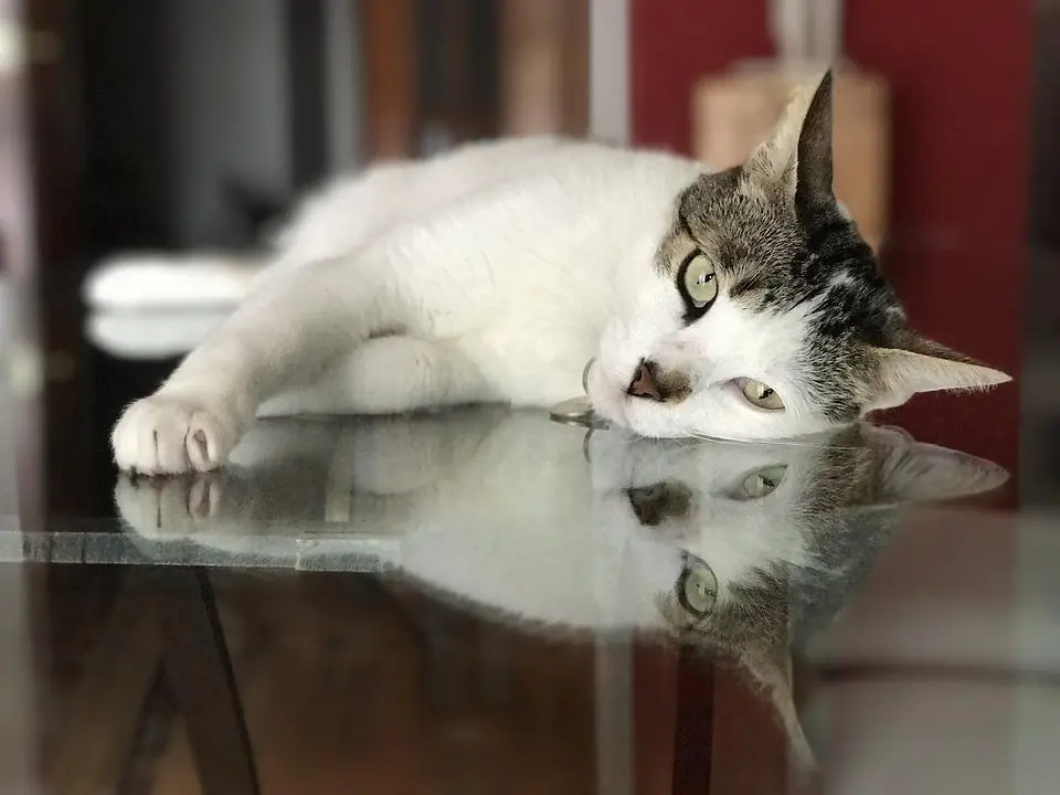 Solo chi vive con un gatto capirà!