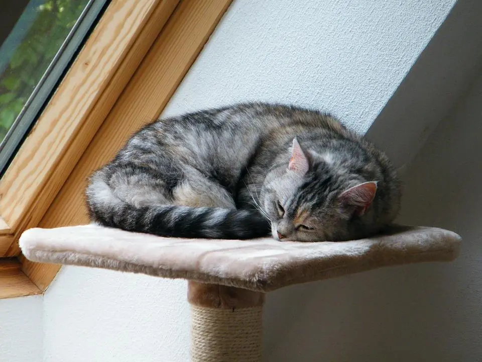 Anche il gatto ha la fase Rem. Lo studio