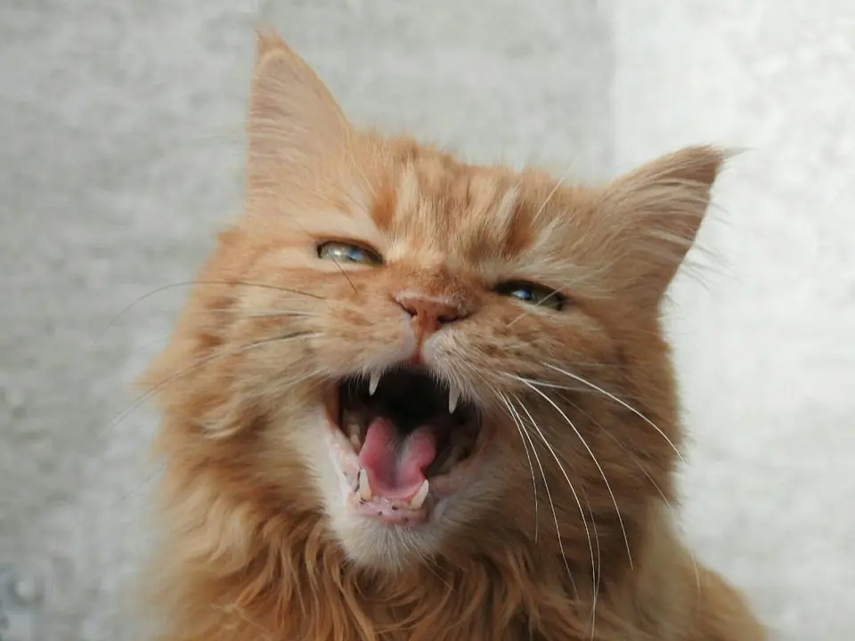 Conosci l'intonazione del tuo gatto?