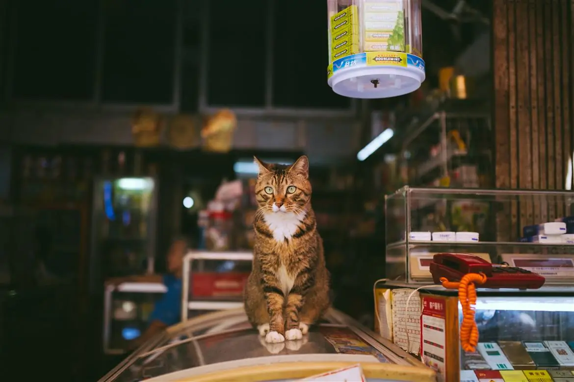 “Happy Together 2018”, torna il ciclo di eventi dedicati al mondo felino