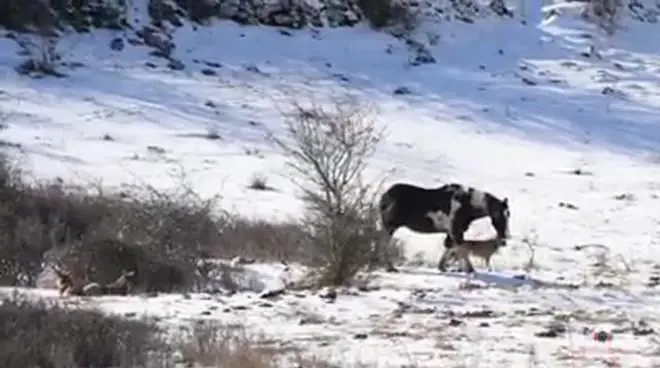 Il cavallo balla con i lupi...