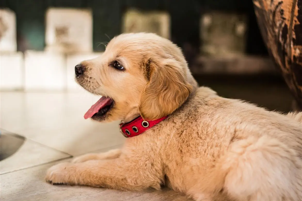 Spotify lancia la playlist per cani e gatti
