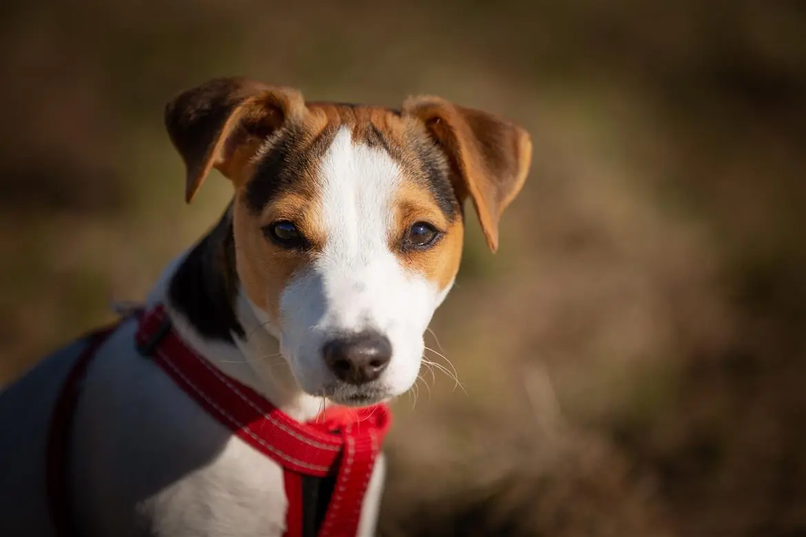 Non possono imbarcare il cane, lo abbandonano in aeroporto
