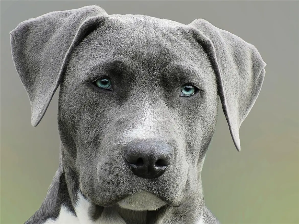 L'intelligenza del cane? Meglio della nostra