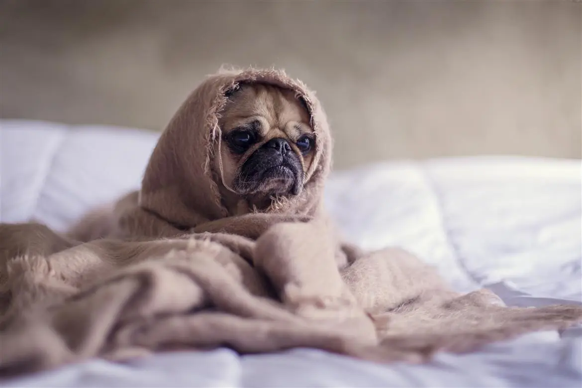 Cane "positivo": la bufala online