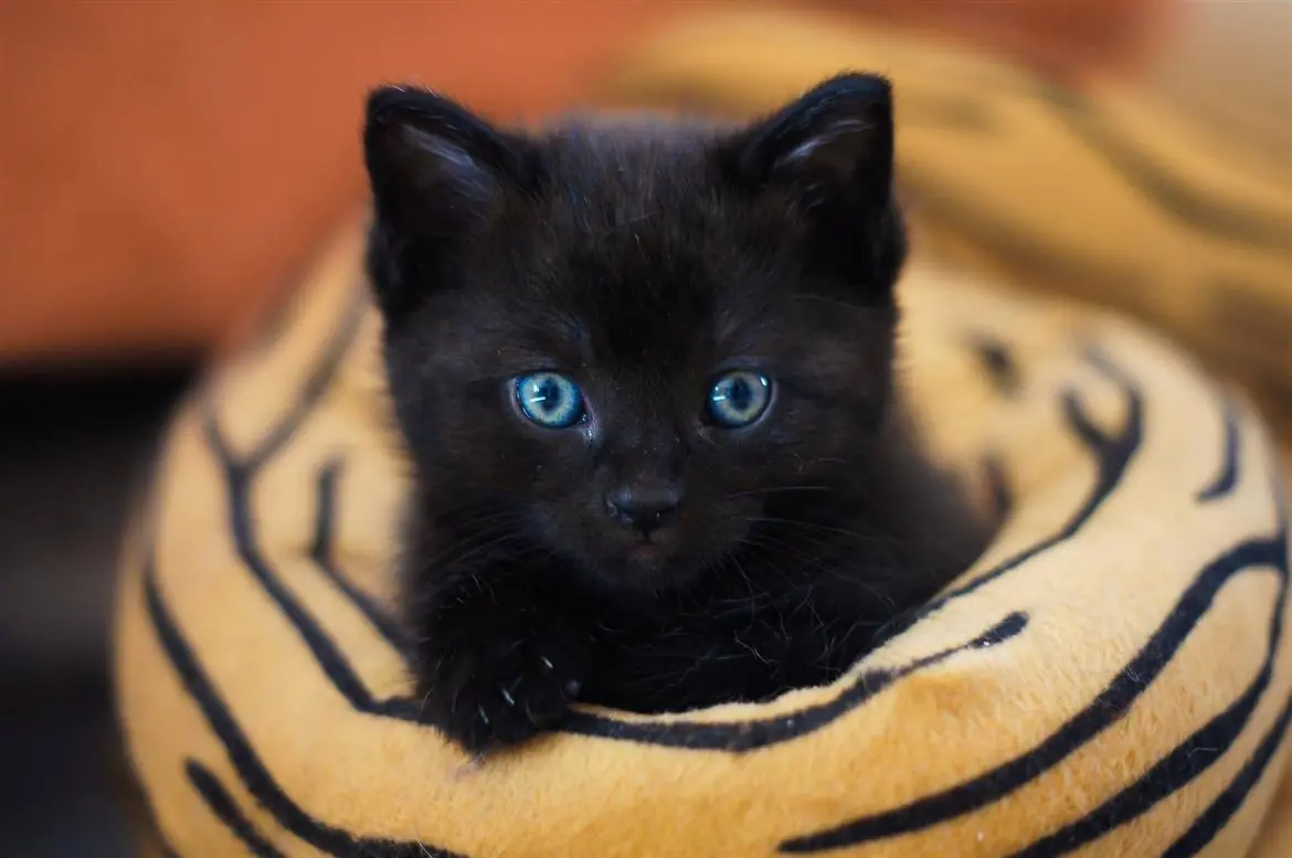 Dopo il film Black Panther aumentano le adozioni di gatti neri