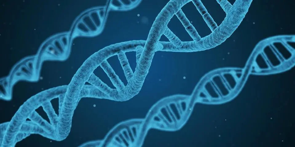 Grandi scoperte sul Dna felino: verso la cura di malattie rare