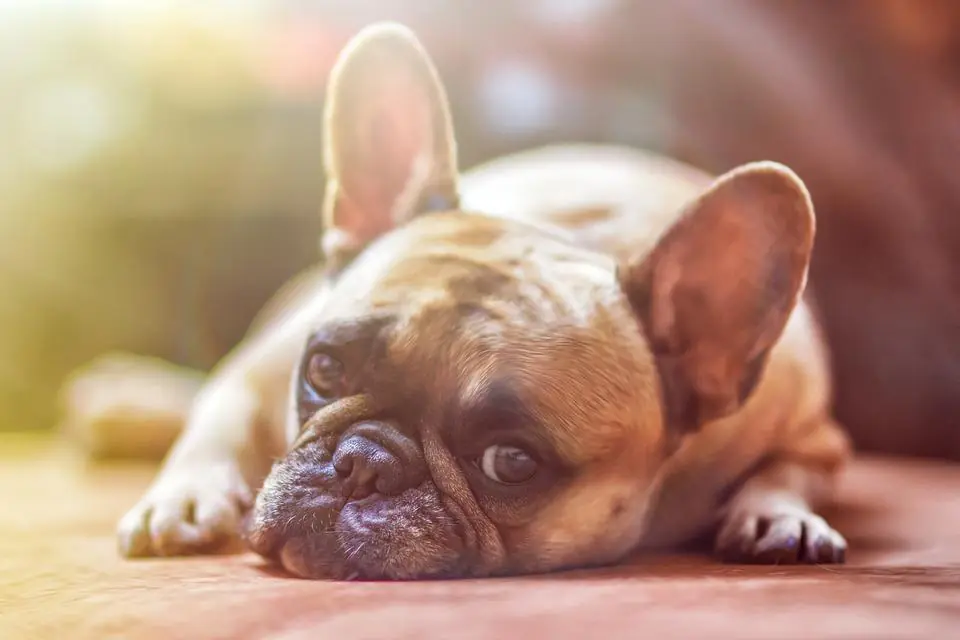 Animali, legge più severa sui maltrattamenti