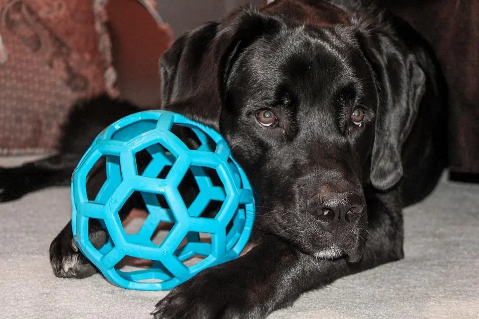 Il cane sa cos'è giusto e cosa sbagliato