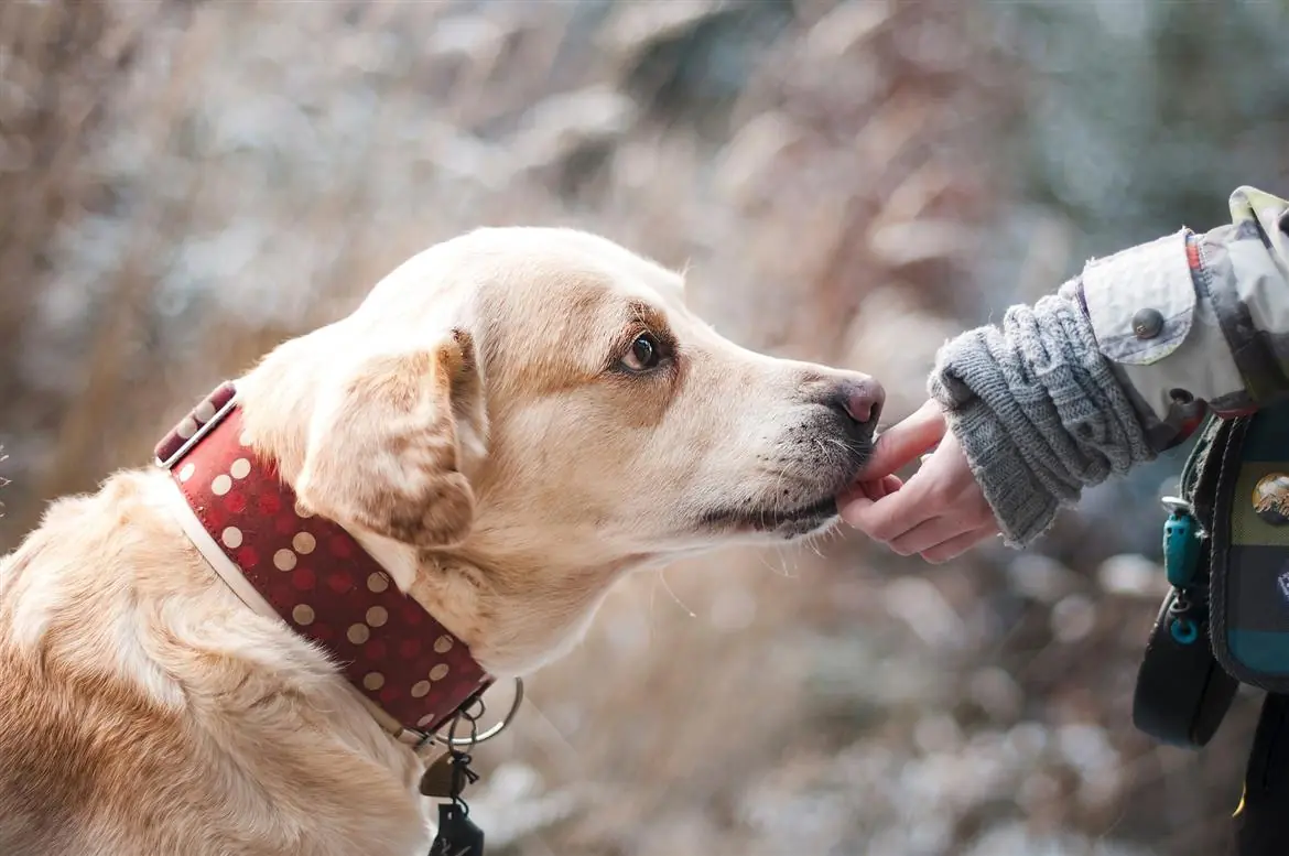 Giappone, una guida per salvare i pet