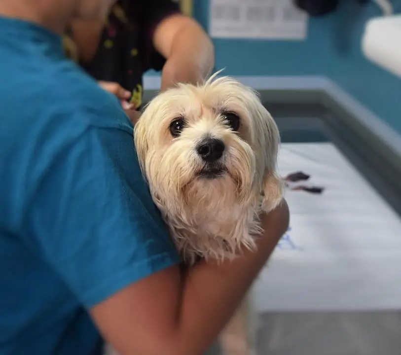 Animali nei nostri ospedali? Sì! Sempre di più