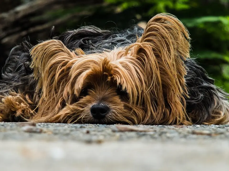 Taiwan: stop al commercio di carne di cane e gatto