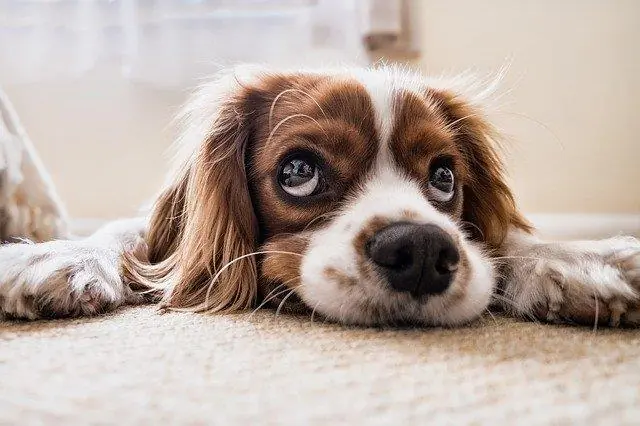 La legge si schiera con gli animali, ma...