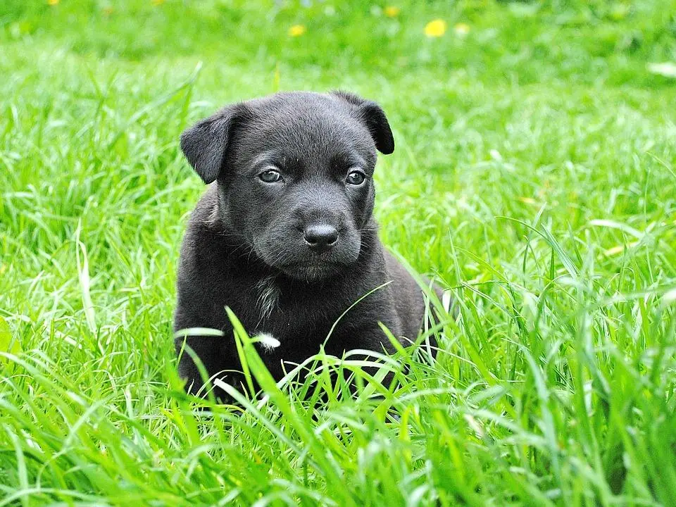 Canada, i bisogni del cane diventano energia
