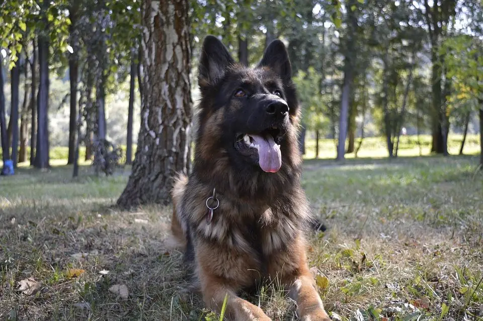 Vita da cani in casa, condominio, spazi pubblici: Mi Manda Rai Tre, 7 Novembre, alle 10