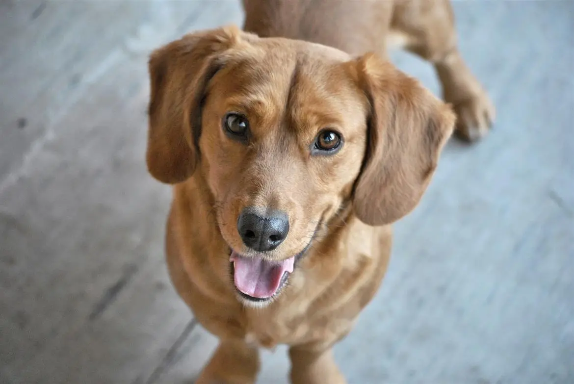 Arriva il traduttore per cani e gatti