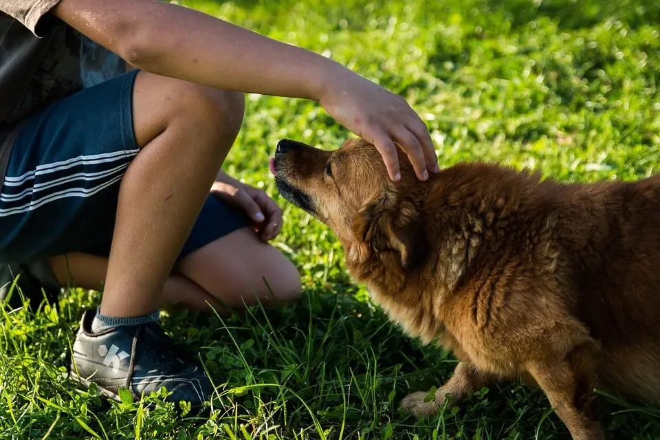 Ecco come diventare una cosa sola con il proprio cane