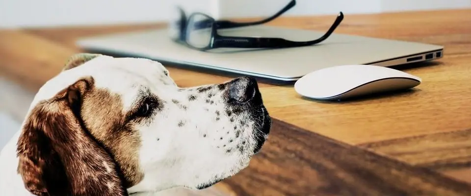 Animali domestici in ufficio: la svolta