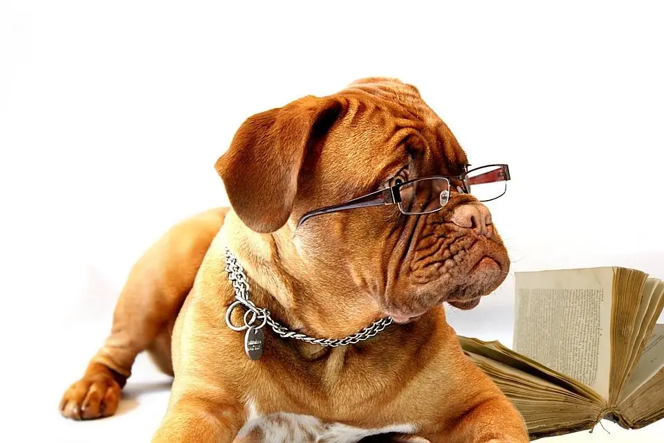 Arriva il nuovo Doctor Dolittle