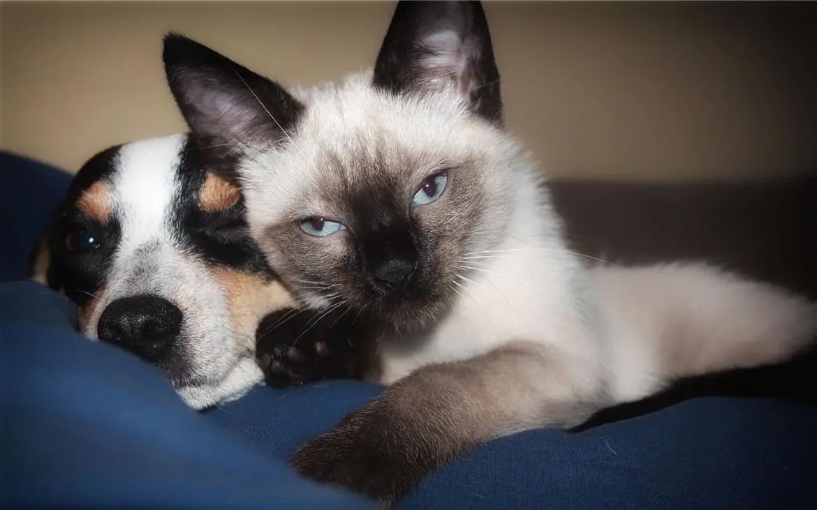 Cani e gatti, le differenze