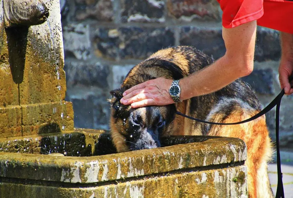 Caldo, come proteggere cani e gatti: i consigli alimentari