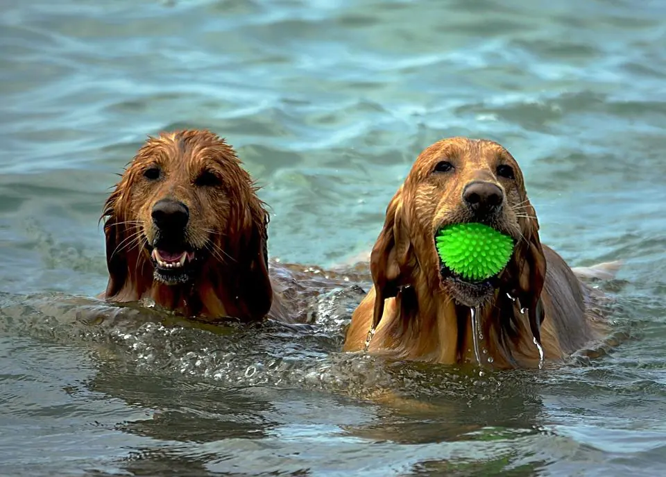 Vacanze a misura di zampa: la mappa delle destinazioni più pet-friendly