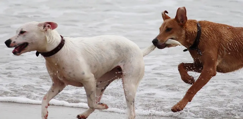 Monogamo o poligamo? Così il nostro cane vive l'amore