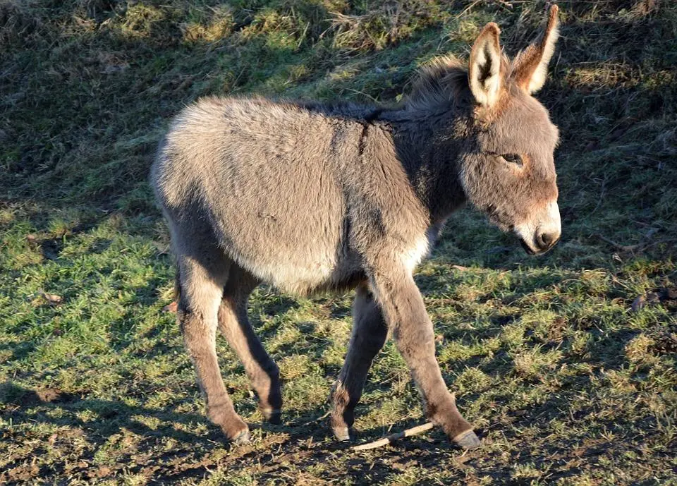 Mini asinello, il nuovo amore dei bimbi