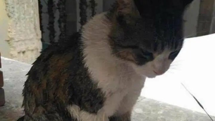 Butta il gatto nella fontana, studentessa sotto accusa
