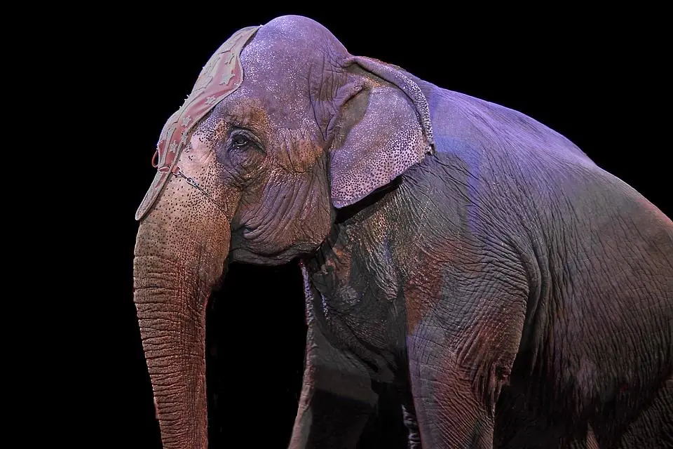 Verso un circo senza animali