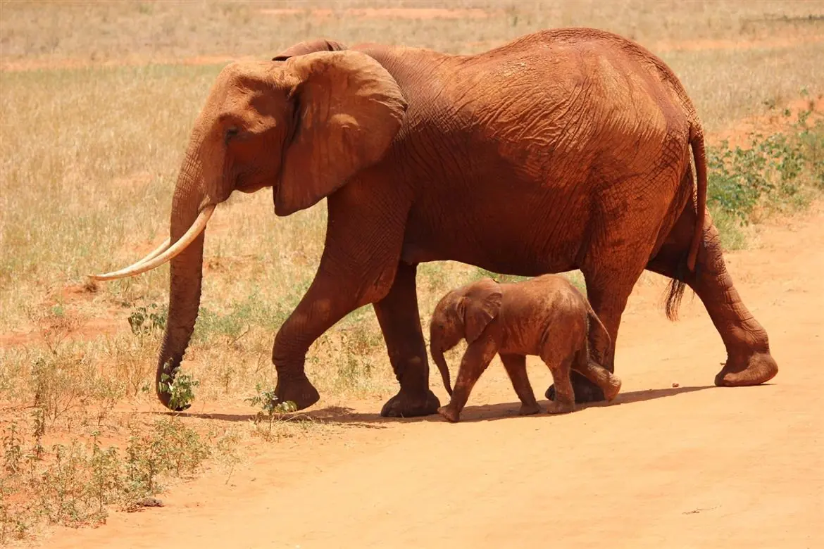 Società e culture animali: svelato ogni segreto