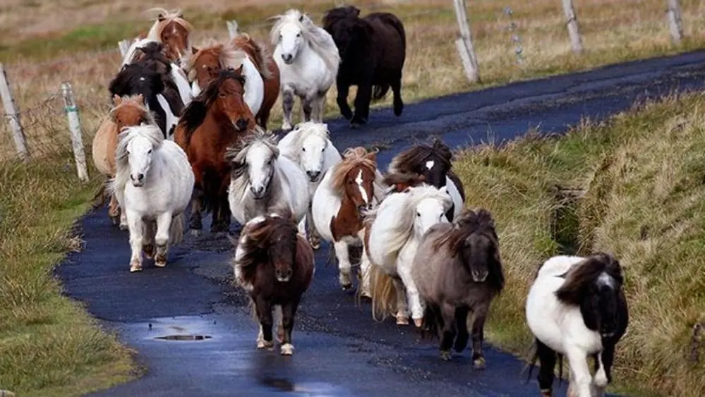 Conoscete l'isola dei mini pony? Esiste!
