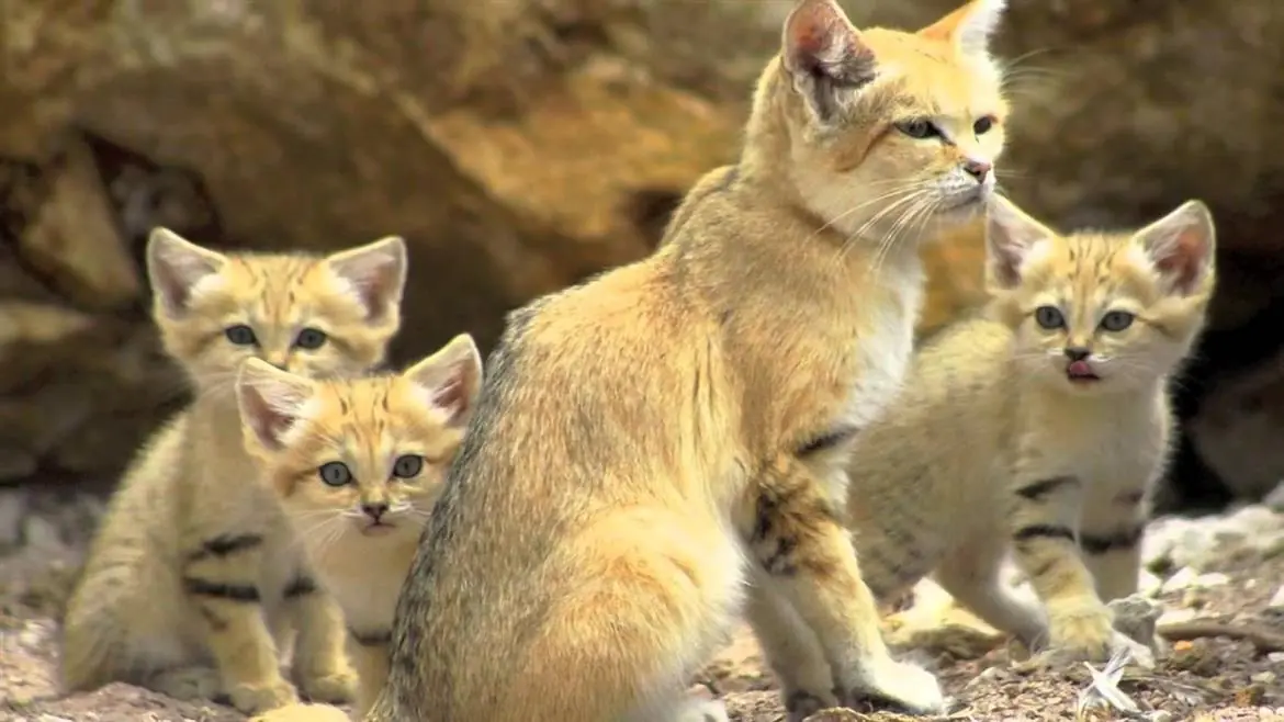 Ripresa per la prima volta una famiglia di gatti delle sabbie