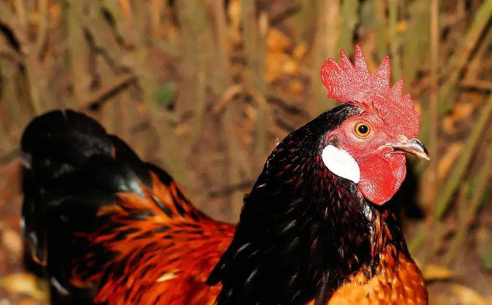 Il pollo? Astuto e intelligente
