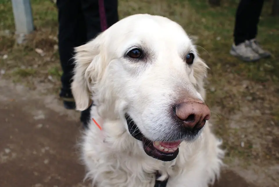 Il cane riconosce le brutte malattie?