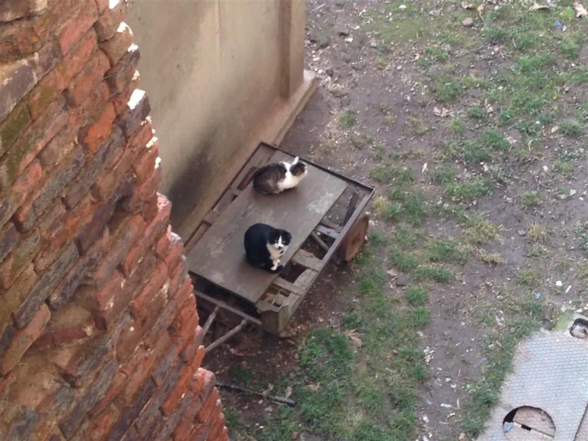 Alla scoperta dei gatti del Castello. La storia