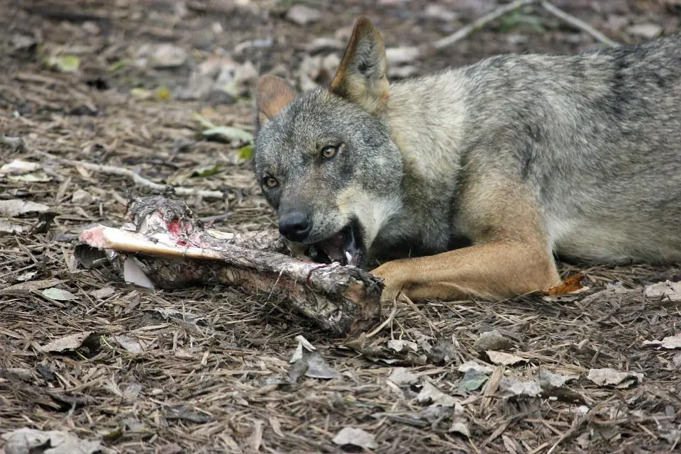 Scoperto l'antenato dei nostri cani