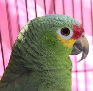 Un ospite imprevisto con le piume