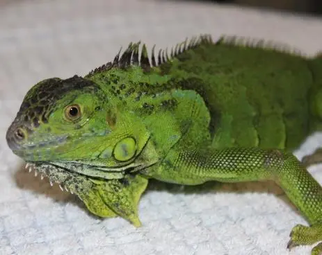 Salvata iguana abbandonata in città