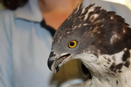 ENPA Milano, i numeri di un anno di soccorso agli animali