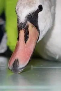 Milano, cure al cigno della Darsena