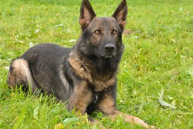 Arrestano il ladro grazie al fiuto del cane poliziotto