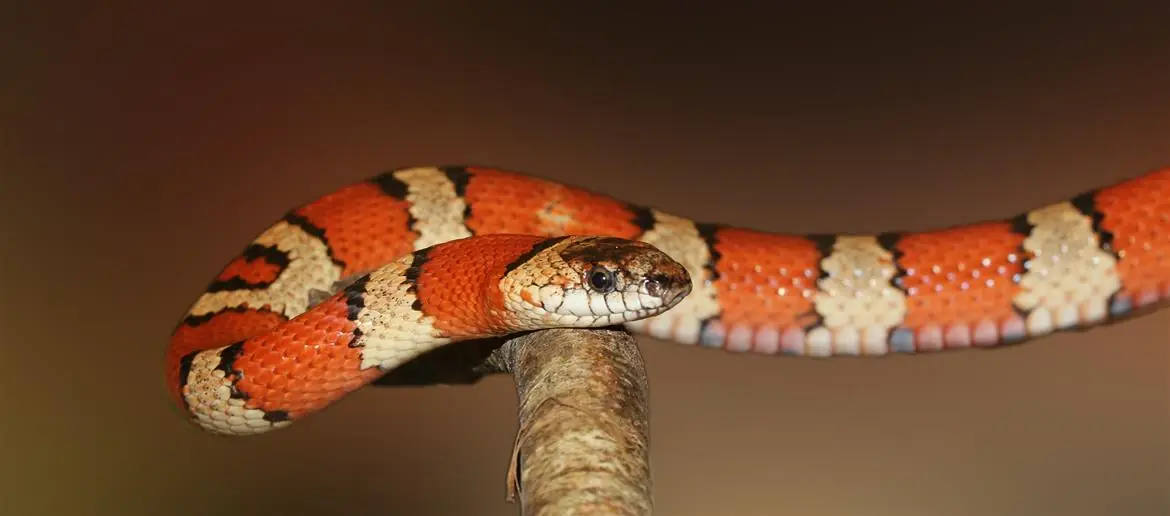 Aiuto! Un serpente gigante nel gabinetto!