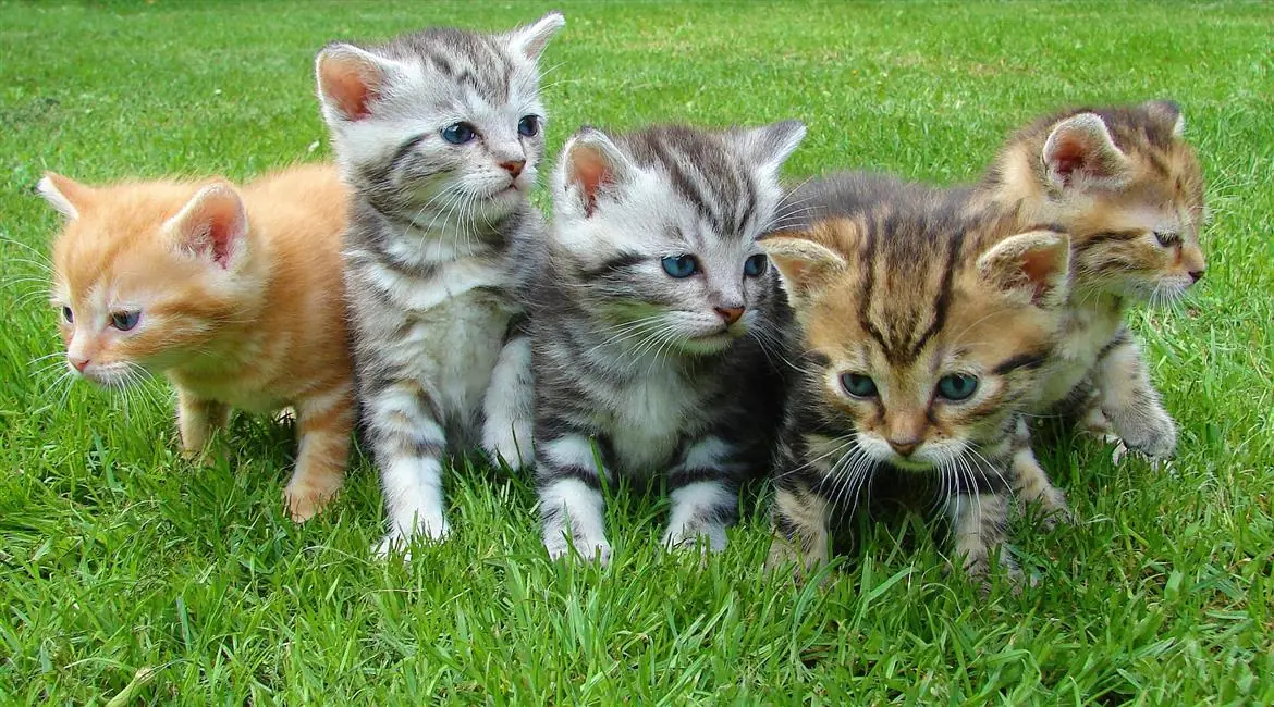 Neonati di... gatto. Che magico mondo