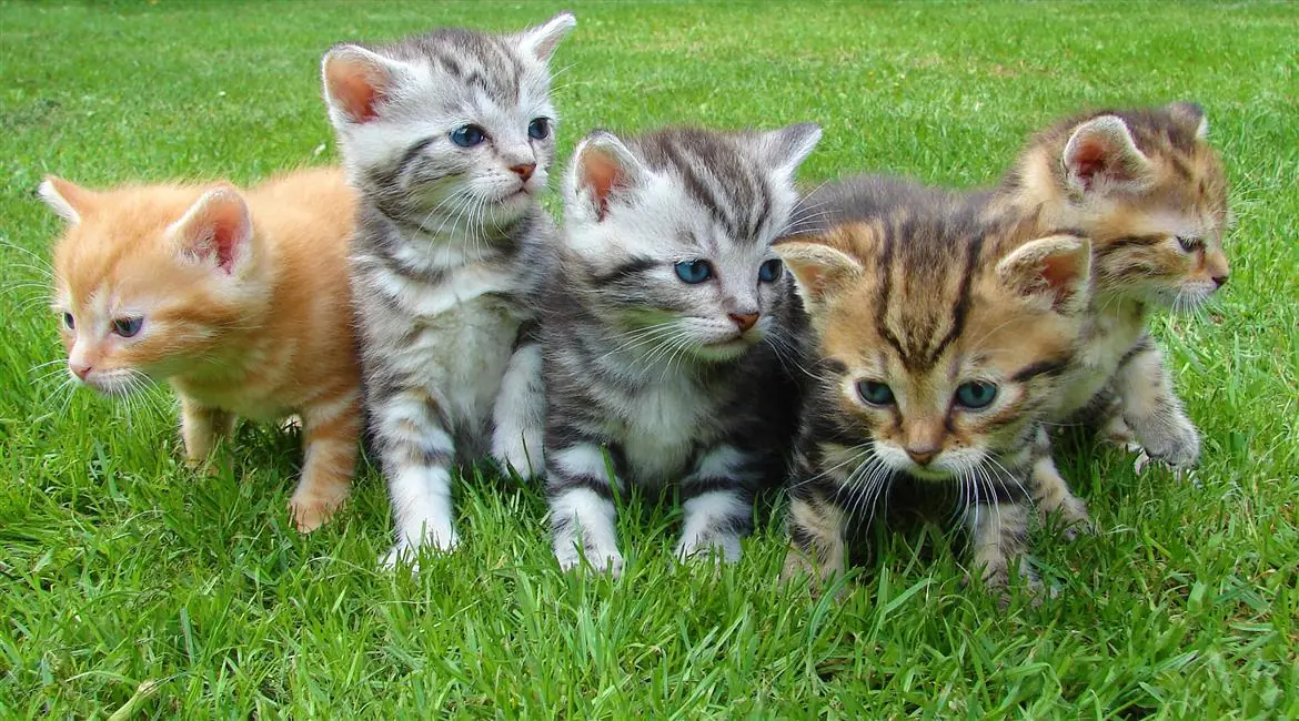 Alla scoperta della famiglia del gatto