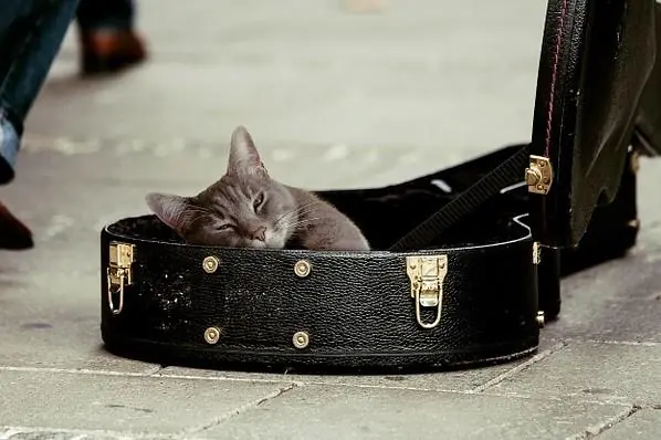 I gatti amano la musica classica? Il nuovo studio