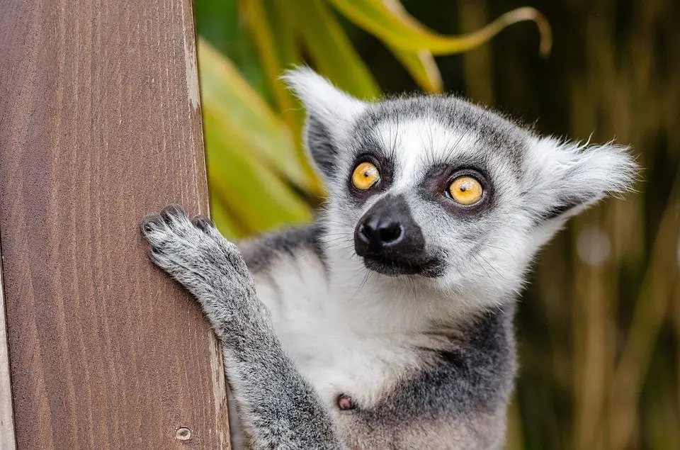 Nati due gemelli di lemure allo zoo