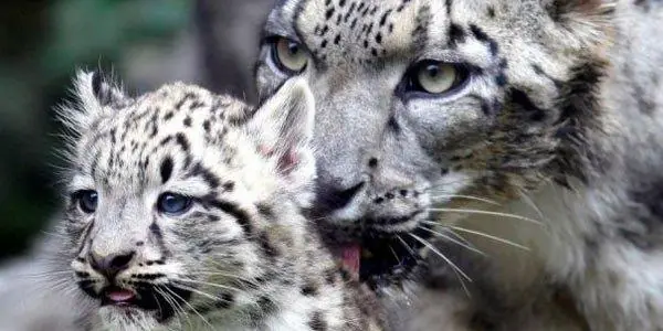 Leopardo delle nevi: ne scompare uno al giorno